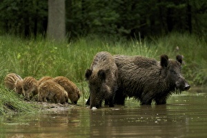 Wild op De Veluwe